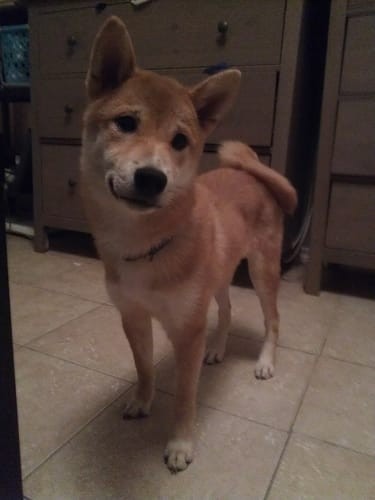 a random shiba from shibes.lol