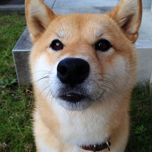 a random shiba from shibes.lol