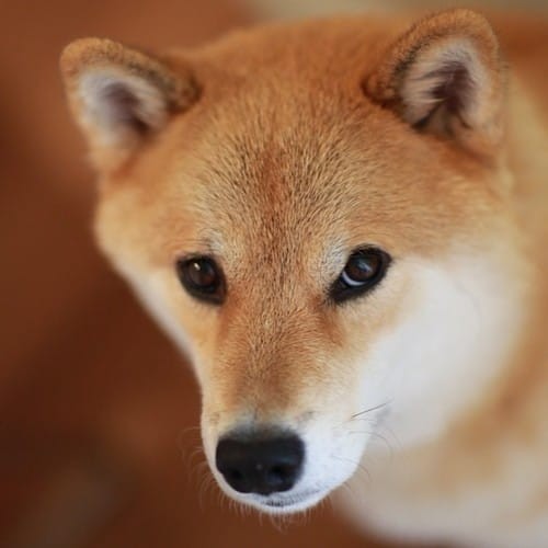 a random shiba from shibes.lol