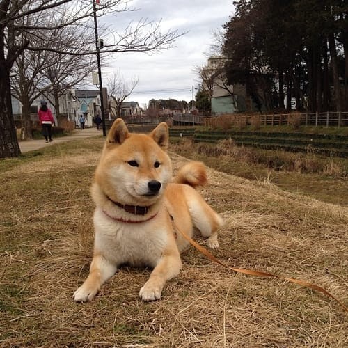 a random shiba from shibes.lol