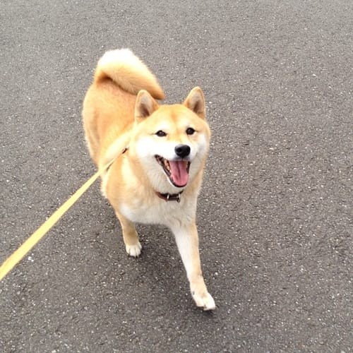 a random shiba from shibes.lol