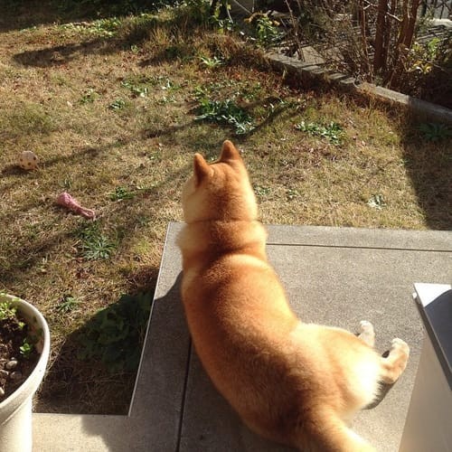 a random shiba from shibes.lol