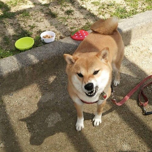 a random shiba from shibes.lol