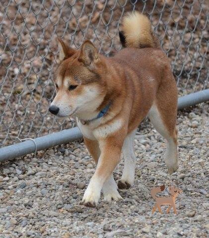 a random shiba from shibes.lol