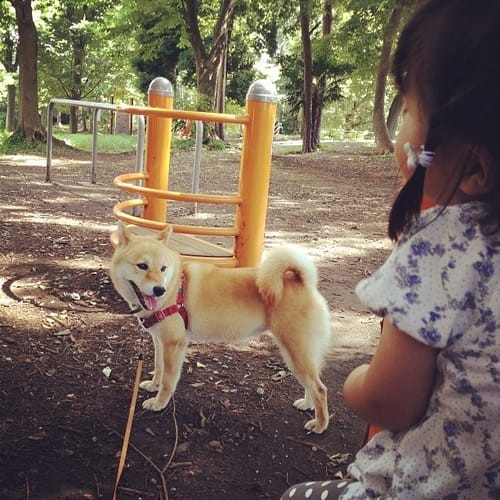 a random shiba from shibes.lol