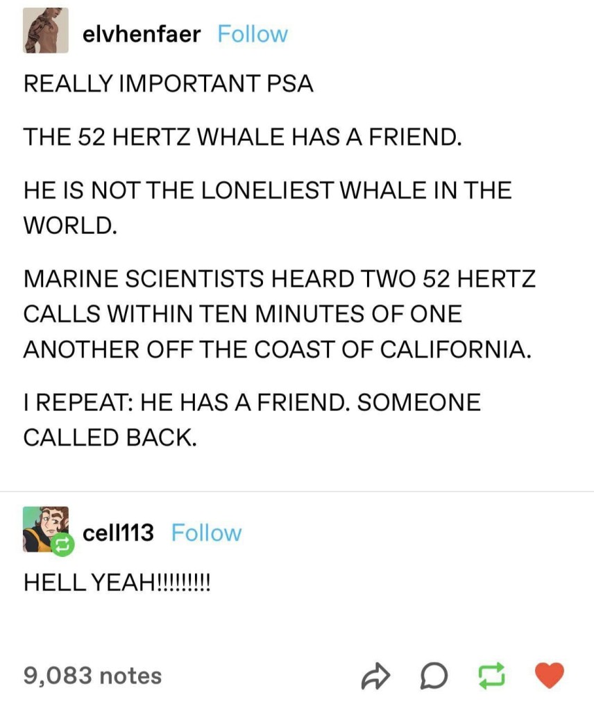 A Tumblr post by "elvhenfaer" reads:

"REALLY IMPORTANT PSA

THE 52 HERTZ WHALE HAS A FRIEND.

HE IS NOT THE LONELIEST WHALE IN THE WORLD.

MARINE SCIENTISTS HEARD TWO 52 HERTZ CALLS WITHIN TEN MINUTES OF ONE ANOTHER OFF THE COAST OF CALIFORNIA.

I REPEAT: HE HAS A FRIEND. SOMEONE CALLED BACK."

Below, a response from "cell113" says:

"HELL YEAH!!!!!!!!!!"

There are 9,083 notes on the post. Reaction icons for reblog, reply, and like are visible.