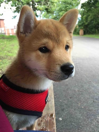 a random shiba from shibes.lol