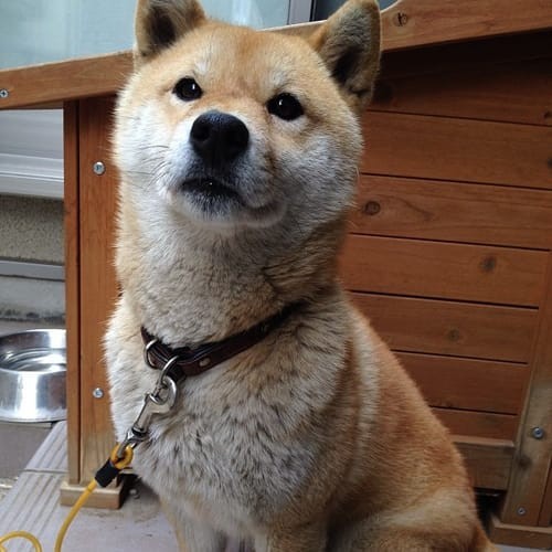 a random shiba from shibes.lol