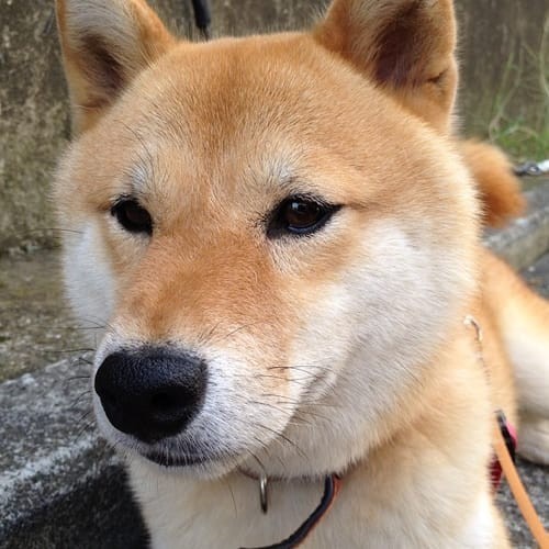 a random shiba from shibes.lol