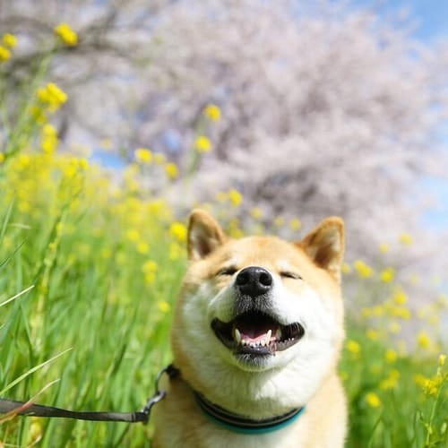 a random shiba from shibes.lol