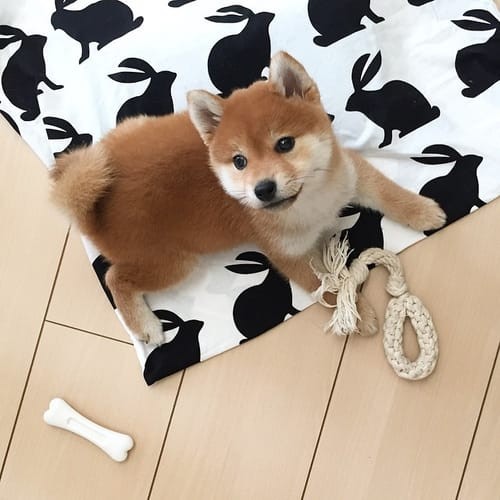 a random shiba from shibes.lol