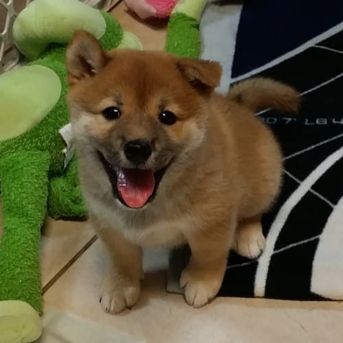 a random shiba from shibes.lol