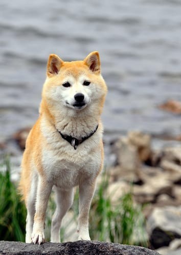 a random shiba from shibes.lol