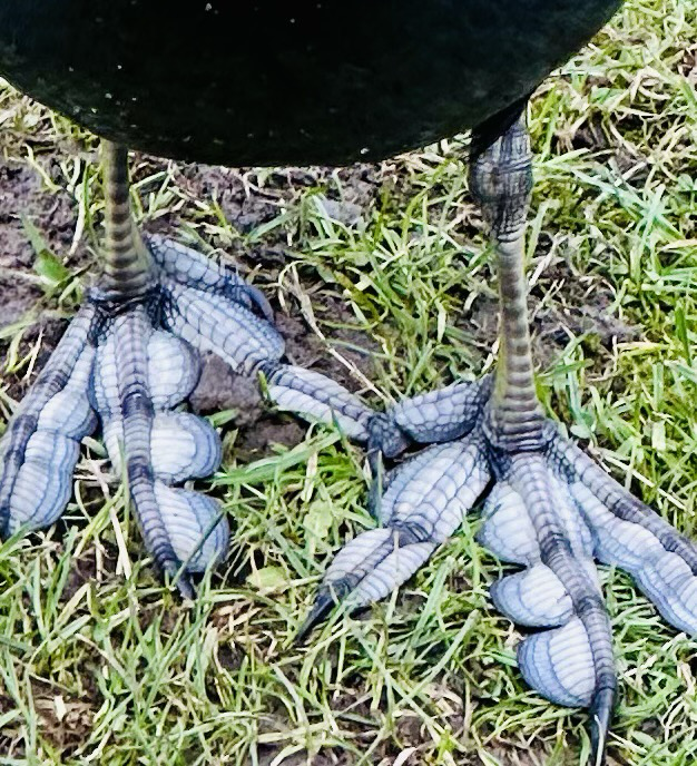 Like other rails, they have long, lobed toes that are well adapted to soft, uneven surfaces. Coots have strong legs and can walk and run vigorously. They tend to have short, rounded wings and are weak fliers, though northern species nevertheless can cover long distances. They typically congregate in large rafts in open water. They are socially gregarious and messy aquatic feeders. Their feet are rather frightening to look in my opinion but that is a very subjective view.  