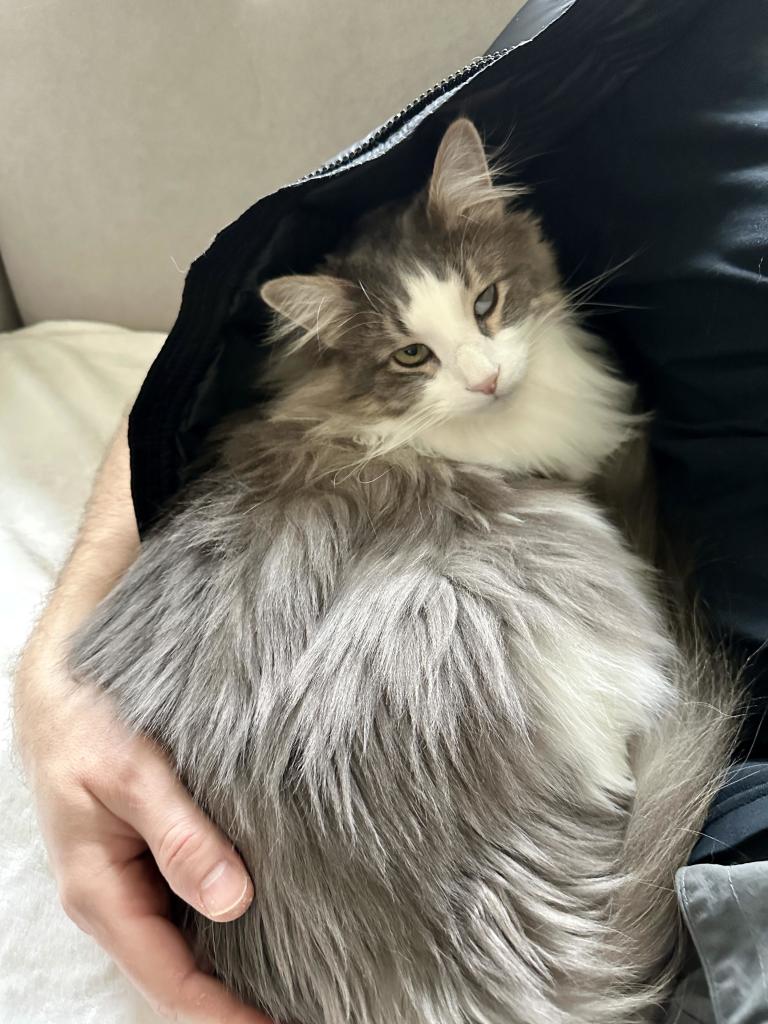 Thor, a fluffy grey and white bicolor half-Ragdoll cat, nestled inside the spouse’s black puffy down vest as spouse is wearing it, cuddled up against him. A man’s right arm is cradling Thor so he doesn’t spill out of his vest nest. 