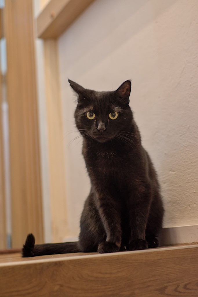 A photo of a black cat, sitting on the top of some wooden stairs.
It is sitting right next to a wall, bum somewhat leaned against the wall. It is looking directly and intently at the camera with its yellow eyes, one ear pointed forward, another to the side, as if checking the surroundings. Its tail is curled to the left of it, the tip of it slightly of the ground, likely moving, as if in a playful mood.
The rest of the surroundings is fairly plain, and mostly out of focus.