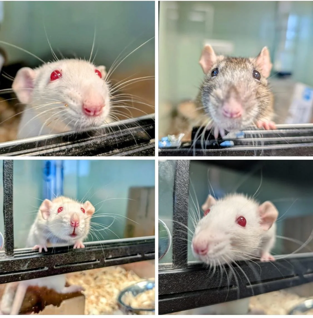 Several adorable rats in their enclosures.