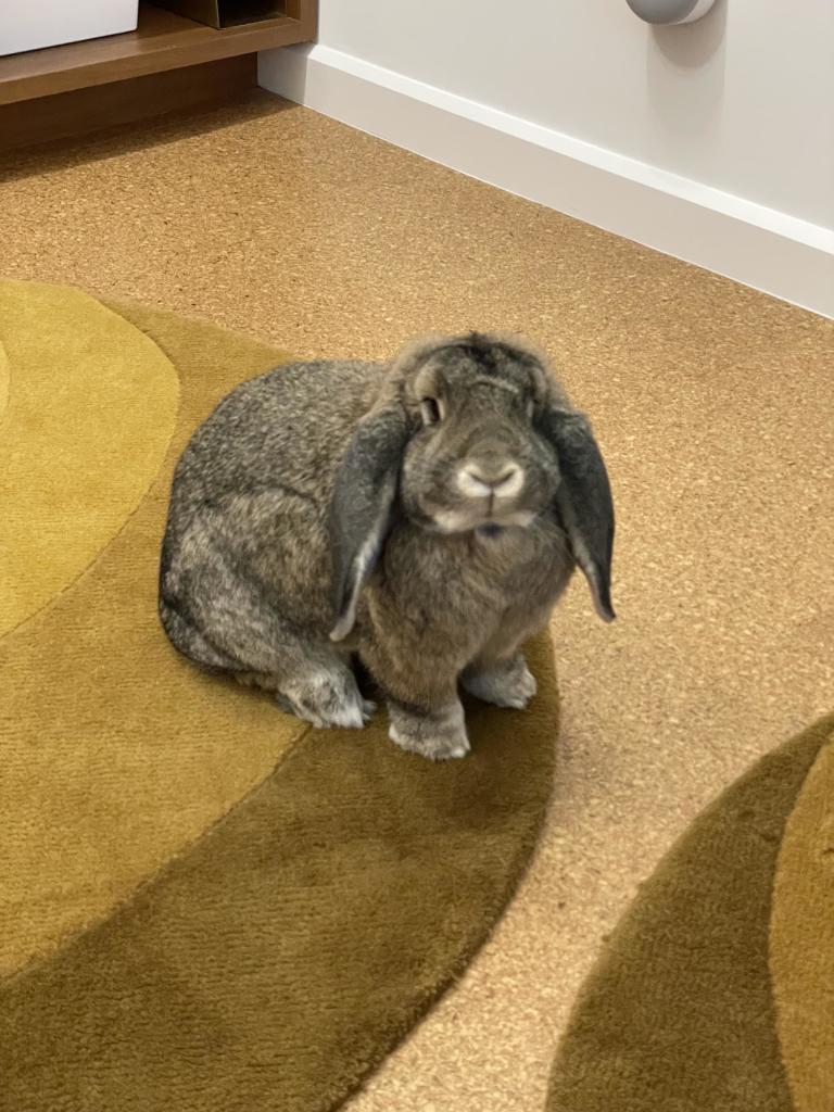 Matilda the lop-eared bunny sitting on a rug on a cork floor, looking up at the camera