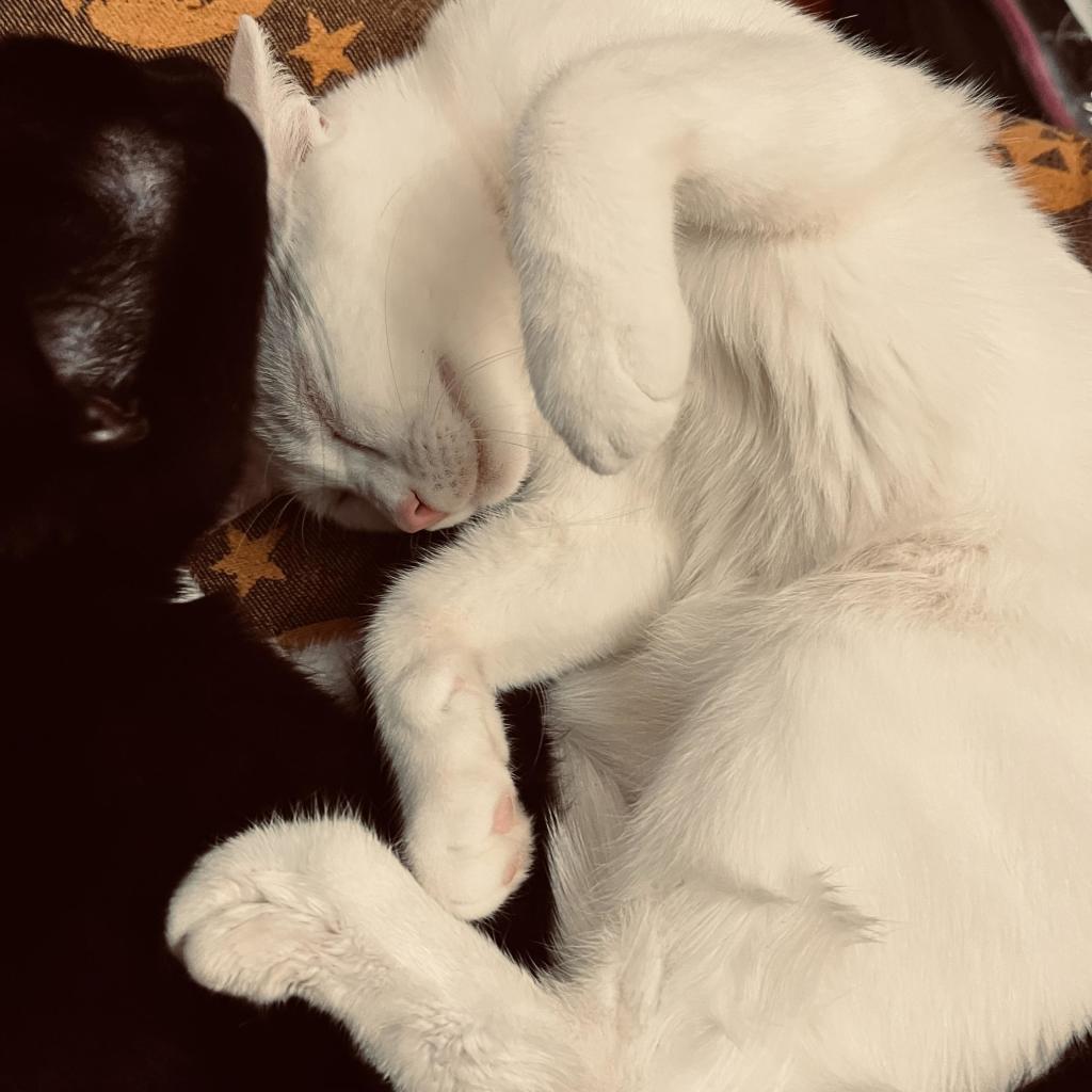 a happy white kitten scrunches her head against a black cat (mostly out of frame)