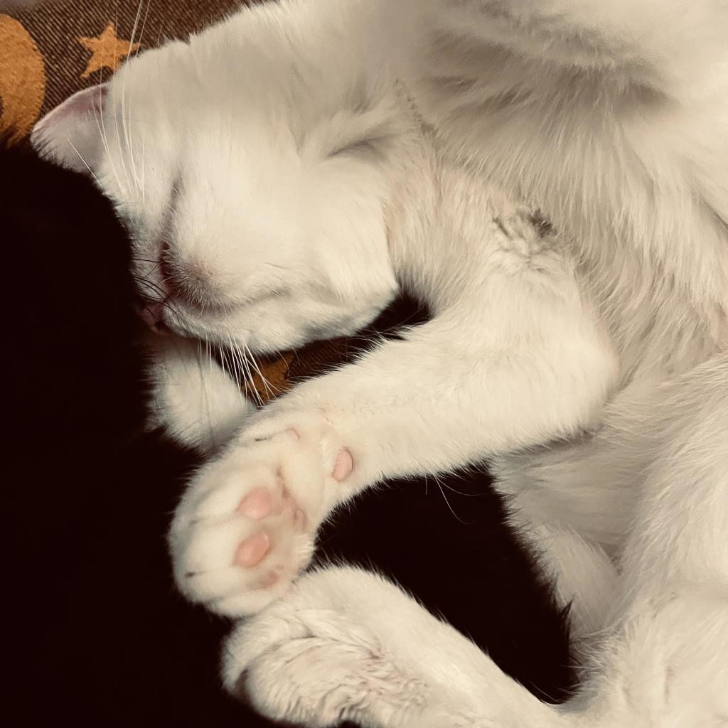 a white kitten rolls onto her back, paws in the air, next to a black cat (mostly out of frame)