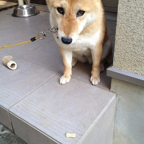 a random shiba from shibes.lol