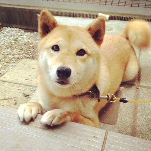 a random shiba from shibes.lol