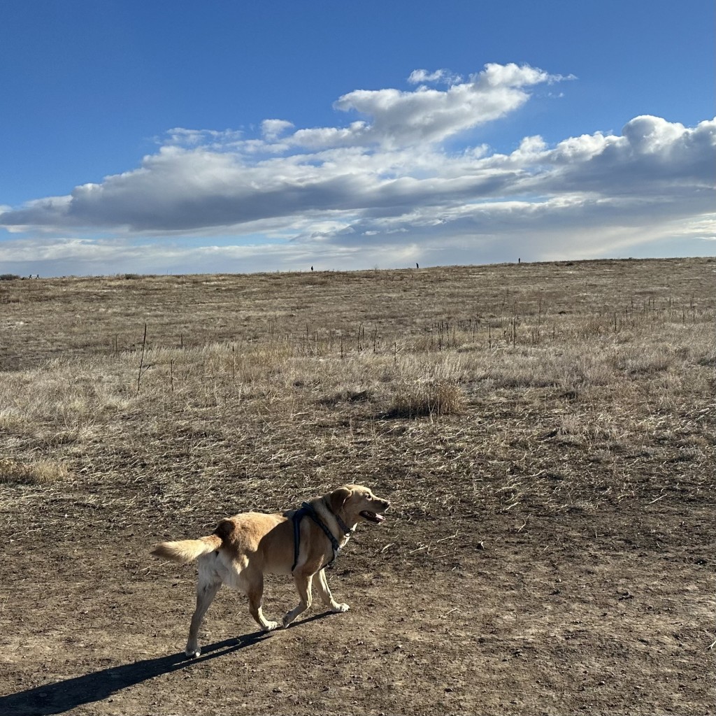 a yellow lab in an empty field