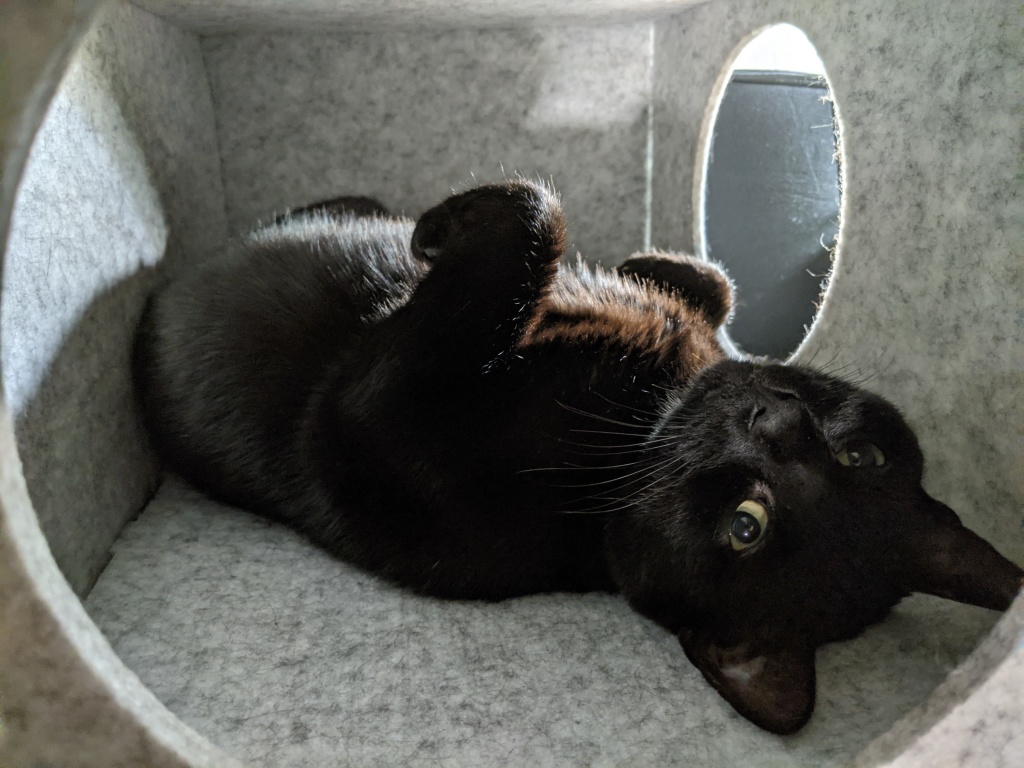 Close up of a black cat laying on his back inside a felt cat play box, his little paw folded in the air. He's looking at the camera in an exceedingly cute manner.