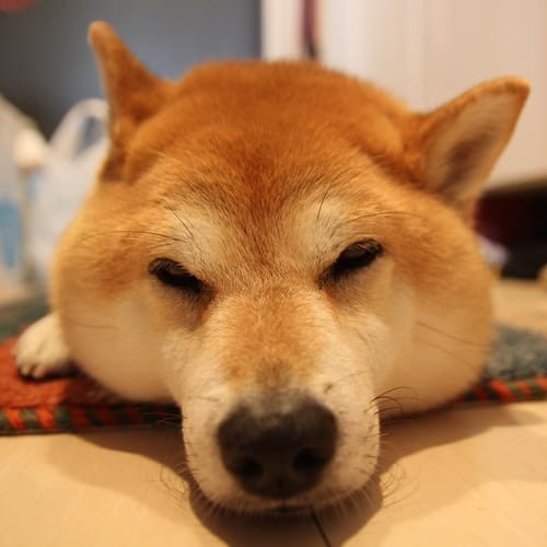 a random shiba from shibes.lol