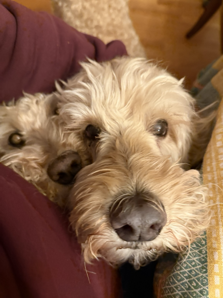 The image shows two scruffy, light-colored labradoodles cuddled up together on what appears to be a couch or chair. Their coats are a mix of tan and creamy white fur with a wiry texture. One dog has its head resting on its paws, while the other is nuzzled close by, both looking content and relaxed in a cozy setting.