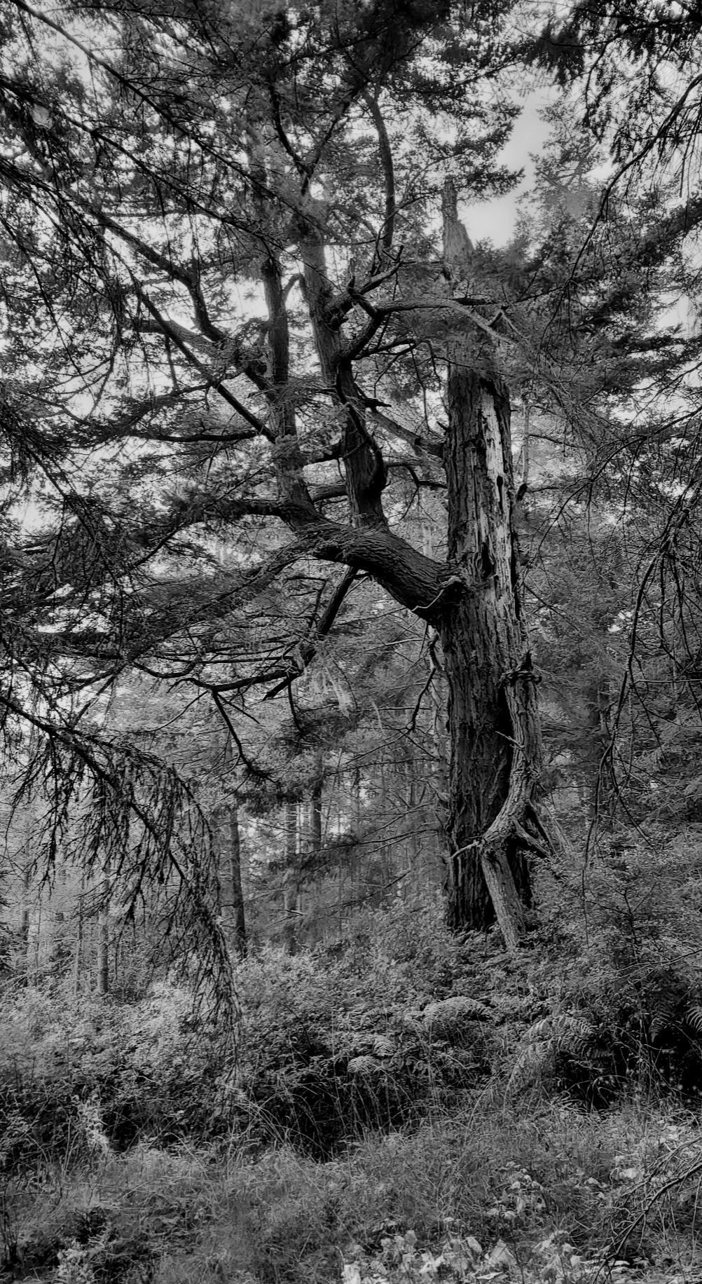 A towering, weathered, Douglas fir tree dominates the image, featuring a rugged trunk & gnarled branches extending outward. The scene is captured in black and white, enhancing the intricate textures of the tree's bark and the surrounding foliage. Dense undergrowth and other trees are visible in the background, contributing to the tranquil yet wild atmosphere of the forest.