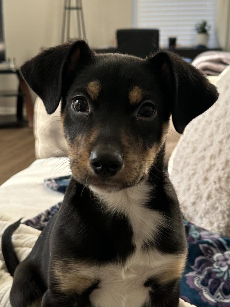 A close up of Rio, the 11 week puppy on the couch. He has black fur, tan and white markings, floppy ears, and is looking into the camera. 