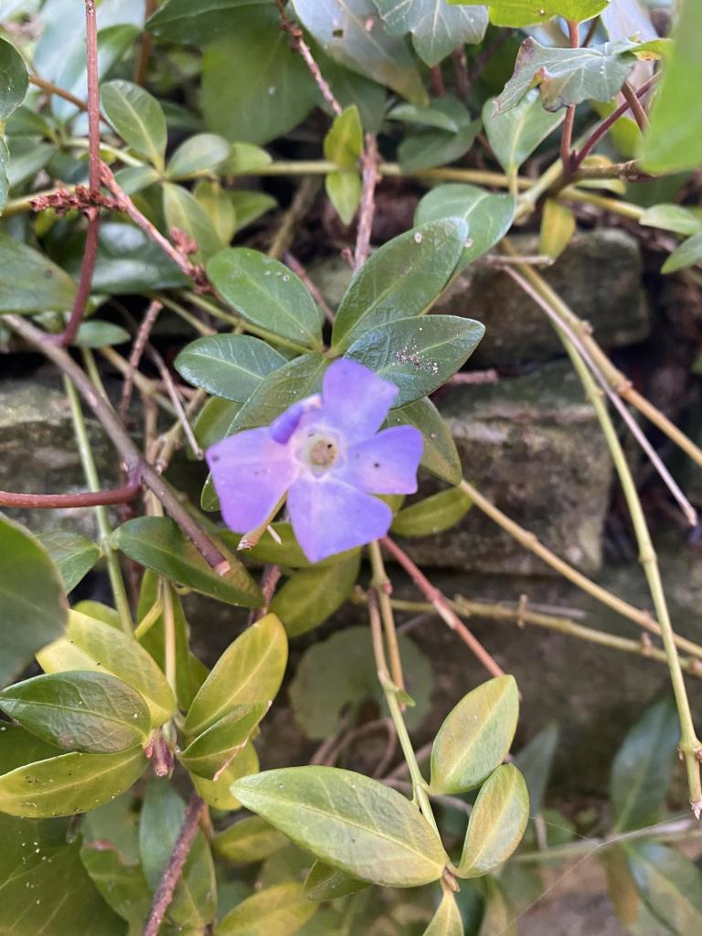 Blaues Immergrün blüht 