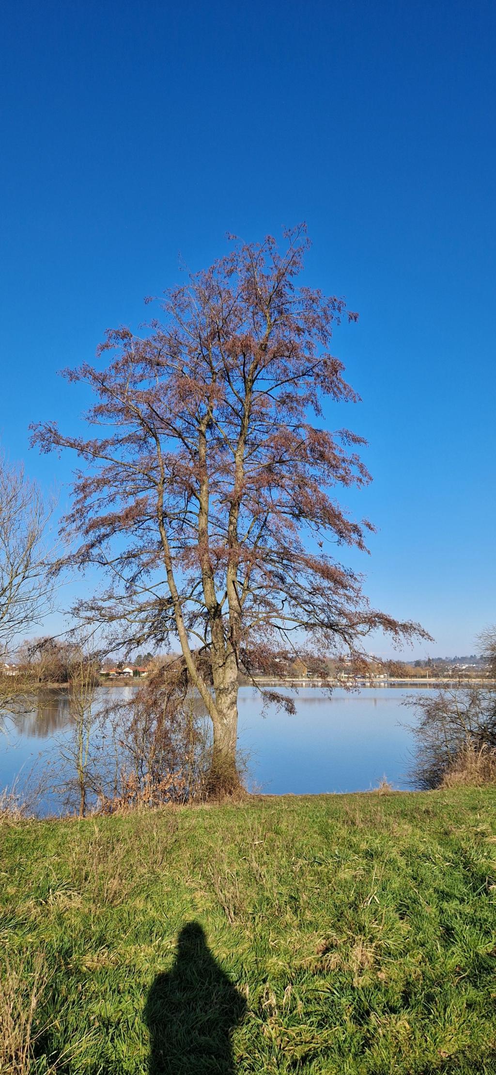 Baum ohne Blätter vor einem blauen Himmel 