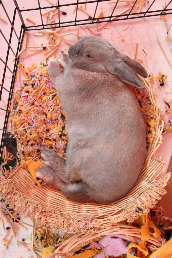 A brown rabbit sleeping flopped in the remains of a thoroughly chewed basket.