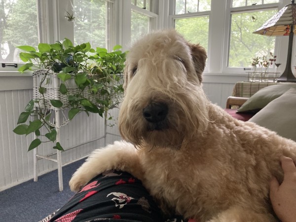 Soft-coated wheaten terrier siting on enclosed porch with houseplants in background