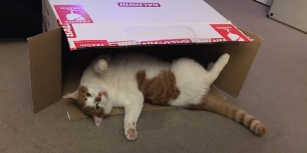 Ginger and white cat, belly exposed, lying in the mouth of a box tipped sideways