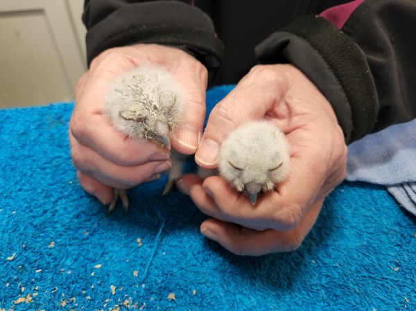 baby eastern screech owls that were rescued, examined and renested.