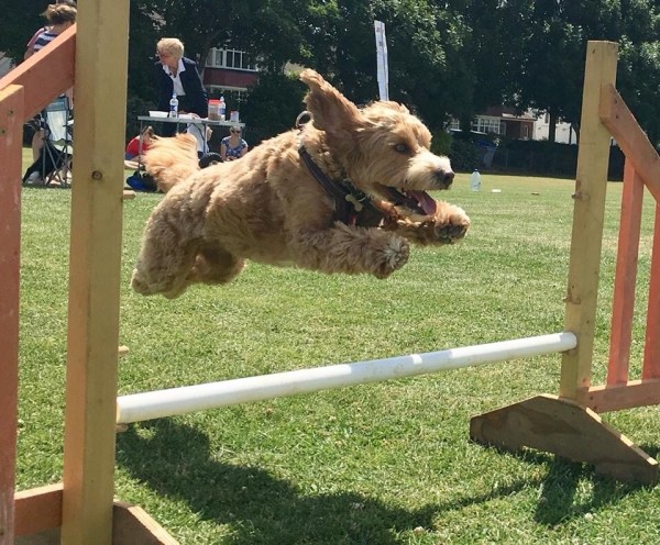 Herbie the cockerpoo jumping over a fly ball jump
