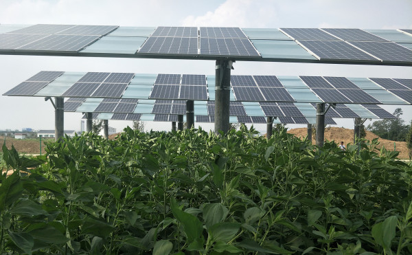 Photo of crops below an array of large, tilted solar pannels.


The Even-lighting Agrivoltaic System, shown here over an artichoke crop in China’s Anhui province in 2019, uses grooved glass plates to spread sunlight and increase yields. 

Image credit: Wen Liu.