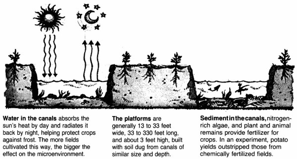 Detailed description of the Waru Waru irrigation technology

(sorry, lengthy text and OCR completely messes up the columns)