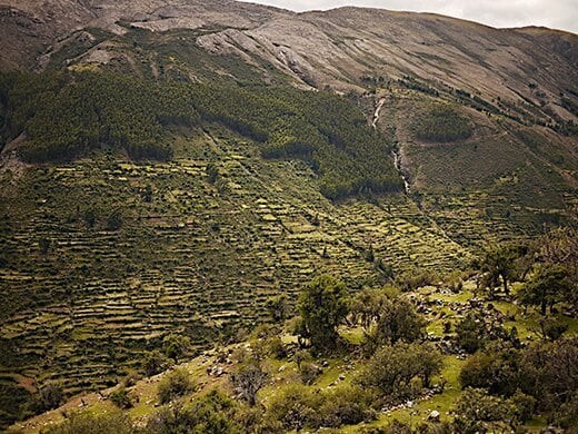 
Picture of the Andean highlands, farmed with Waru Waru technology, consisting of many raised fields in a patchwork optic. in the valley.

Subtitle:
At the Incan civilization's height in the 1400s, the system of terraces covered about a million hectares throughout Peru and fed the vast empire. 
Cynthia Graber

Source: https://th-thumbnailer.cdn-si-edu.com/P3d-67l5_VNCbpXJLlv5eX0YwQc=/fit-in/1072x0/https://tf-cmsv2-smithsonianmag-media.s3.amazonaws.com/filer/Inca-farming-ancient-terraces-7.jpg