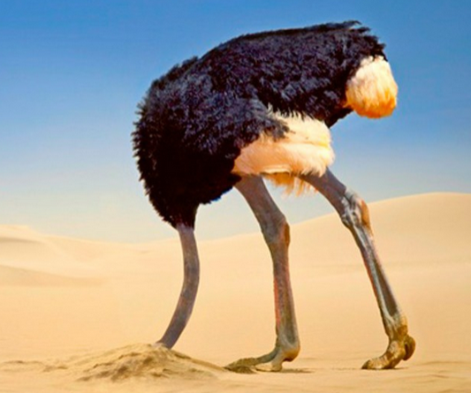 An ostrich sticking his head in the sand.

Source:
https://www.bureaudesmetiers.ch/media/image/0/3_2_zoom/autruche.jpg