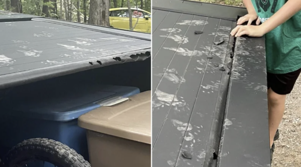 Photos of a Cybertruck's tonneau cover showing raccoon paw prints and damage where the raccoons tried to break into the cover, perhaps mistaking it for a delicious food-filled dumpster