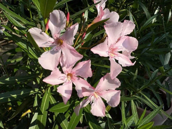 Rosafarbene Oleanderblüten
aus unserer Terrasse