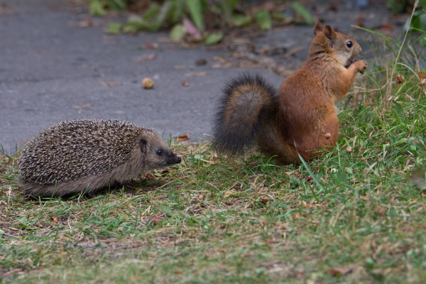 Picture a hedgehog following a squirrel along the edge of a lawn.