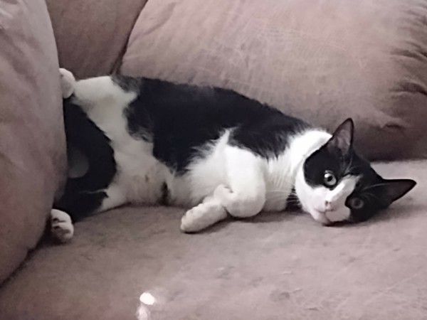 My cat Monty lounges on a coach. 

Monty want his daddy to represent!