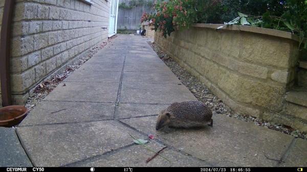 Colour photo of a hedgehog on a paved garden path. 