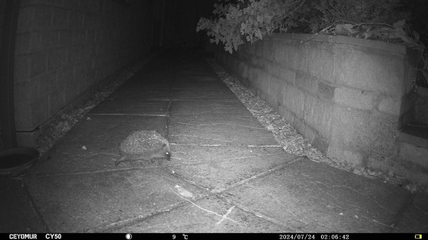 Black and white infrared camera of a different hedgehog on the same paved garden path.