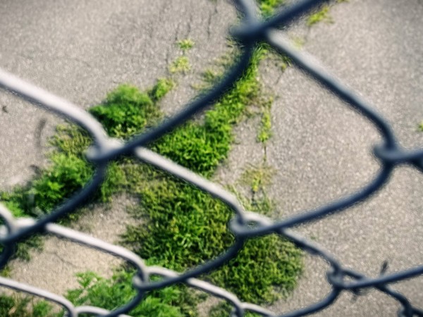 mossy green grass pushes up through cracks in asphalt (seen through a blurry chain-link fence)